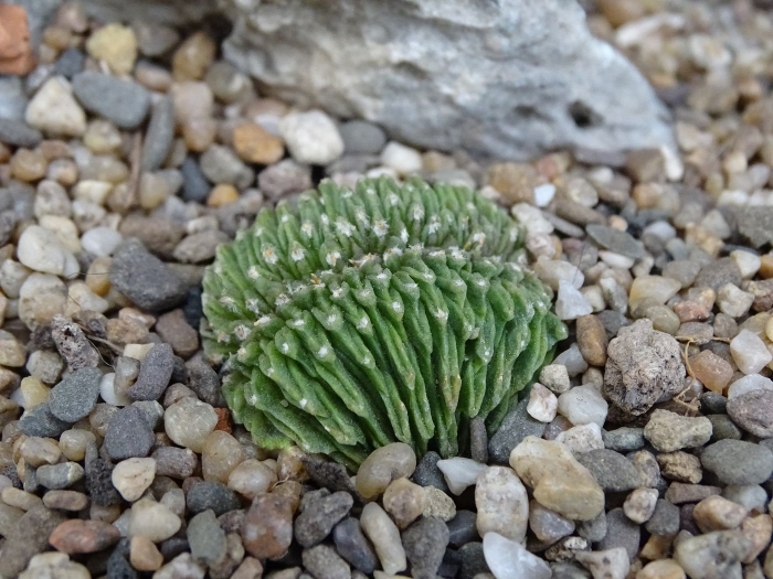 Трихоцереус кристата