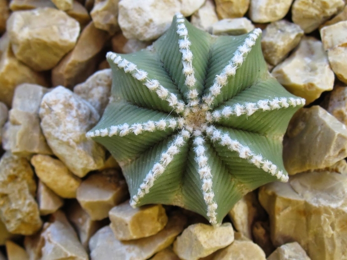 Ацтекиум хинтона