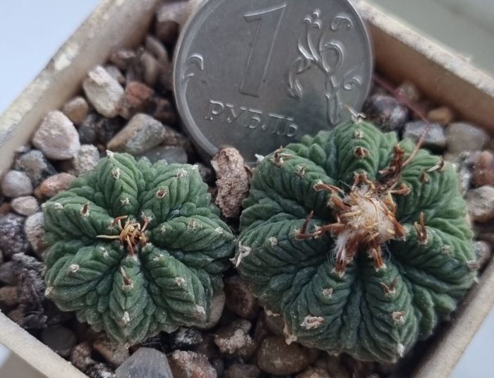 Редкие кактусы