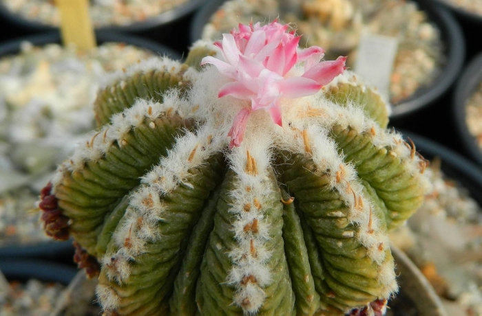 Ацтекиум риттери