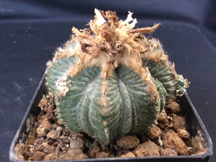 Aztekium ritteri