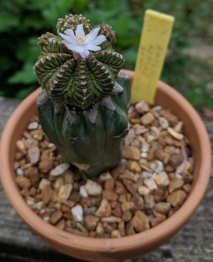 Гимнокалициум friedrichii