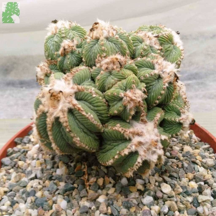 Aztekium hintonii