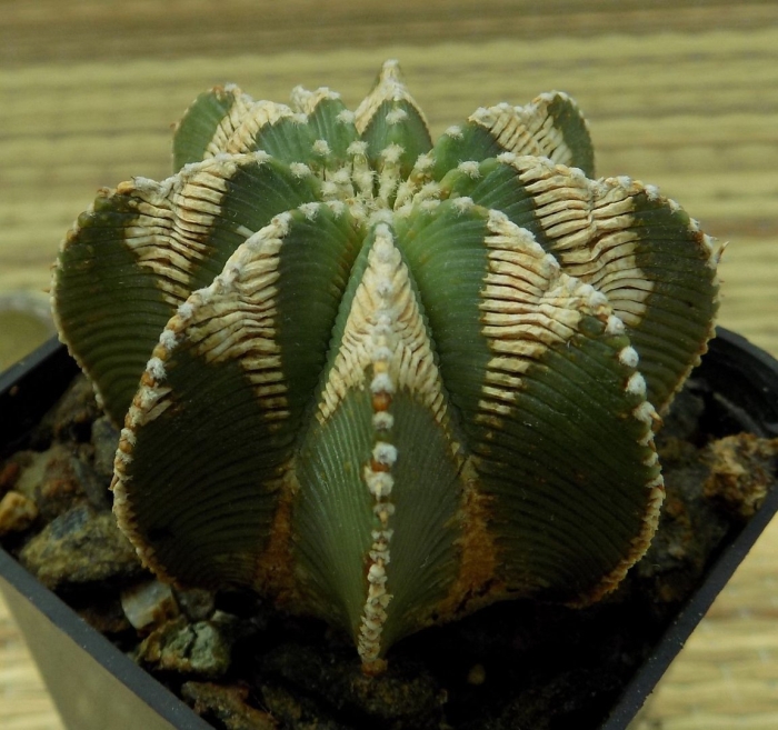 Молочай тучный (euphorbia obesa)