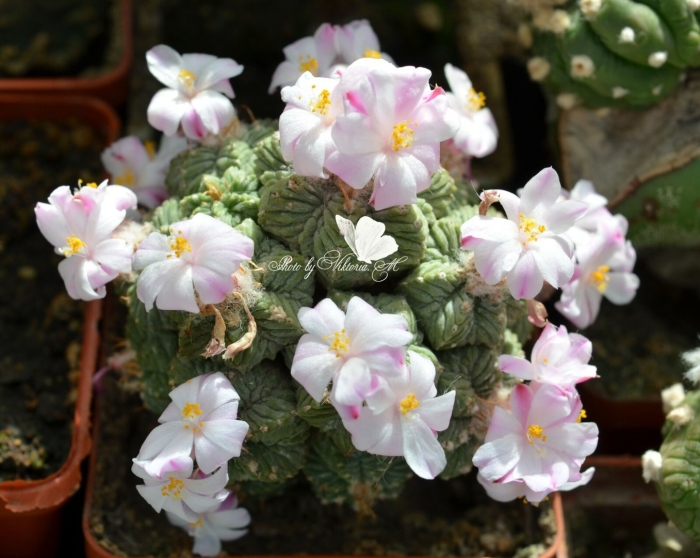 Цветки кактуса