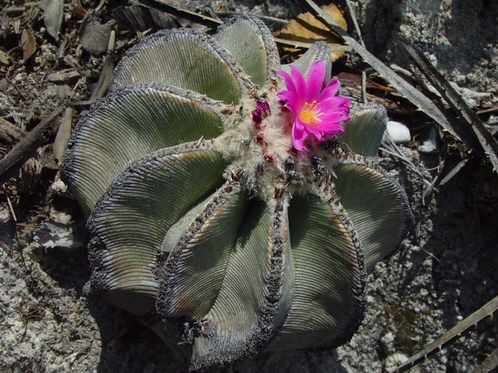Кактус aztekium hintonii