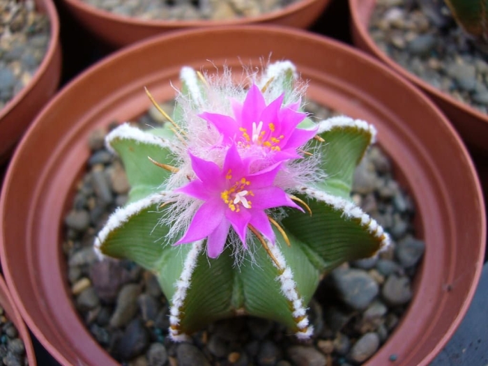 Суккулент кактус