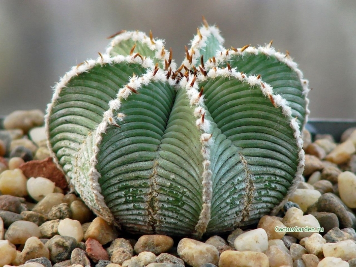 Ацтекиум риттери