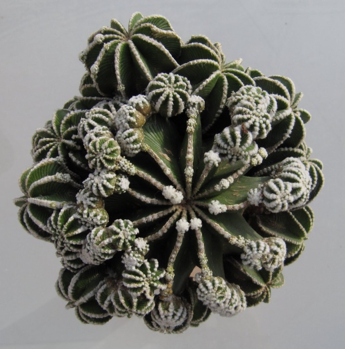 Цветок суккулент