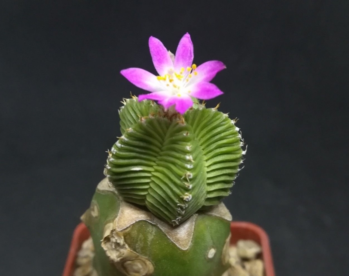 Aztekium valdezii