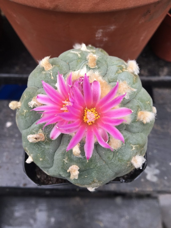 Lophophora williamsii