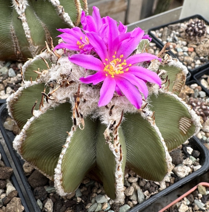 Геохинтония мексикана