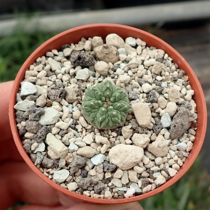 Пейот (lophophora williamsii