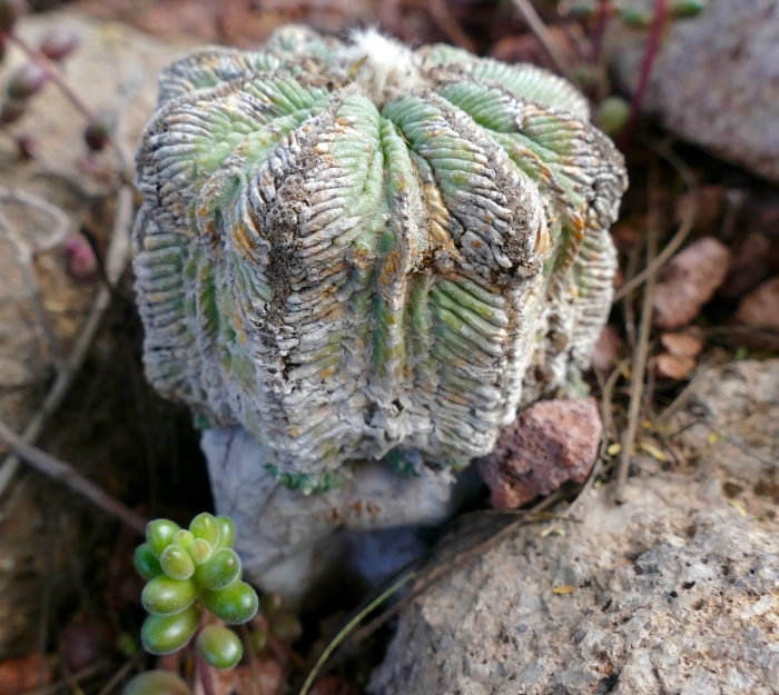 Кактус ацтекиум риттери