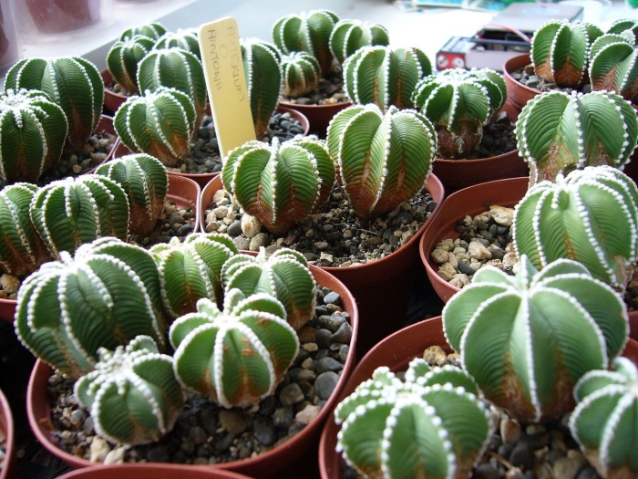 Кактус parodia magnifica