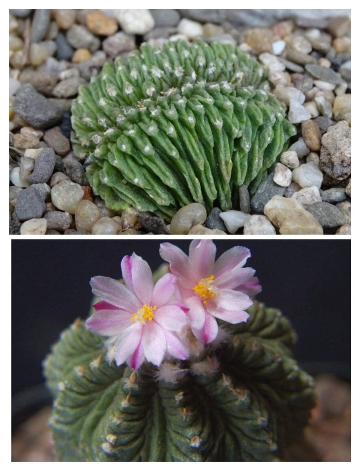 Растение суккулент