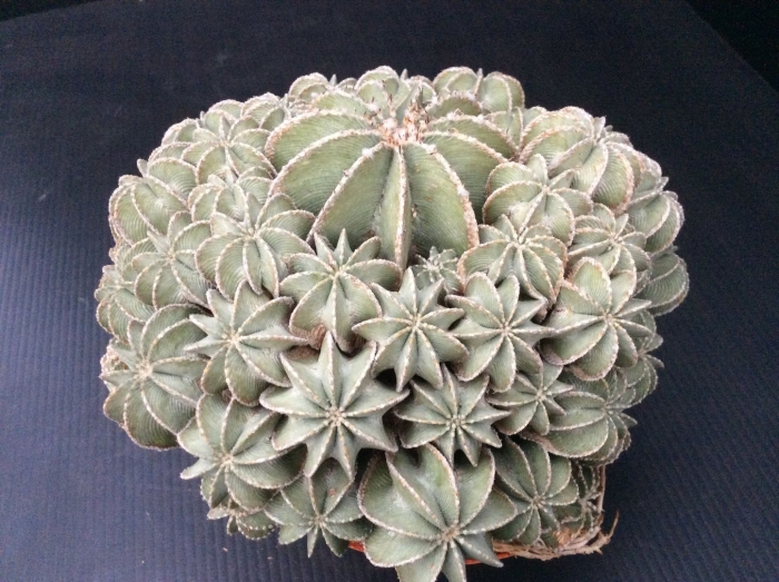 Гимнокалициум spegazzinii