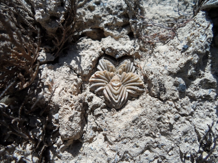 Коралл мшанка окаменелость