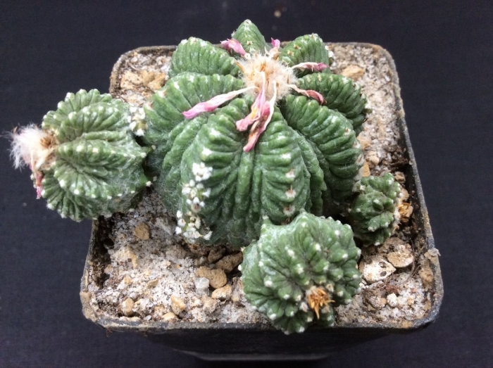 Aztekium ritteri