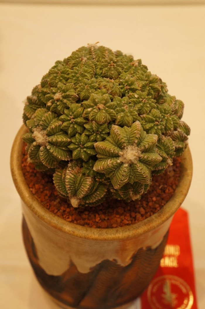 Aztekium ritteri