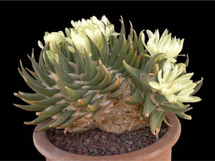 Ариокарпус кактус