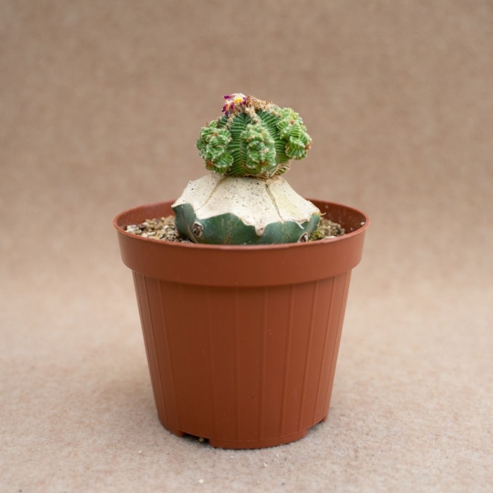 Коллекционный кактус astrophytum myriostigma