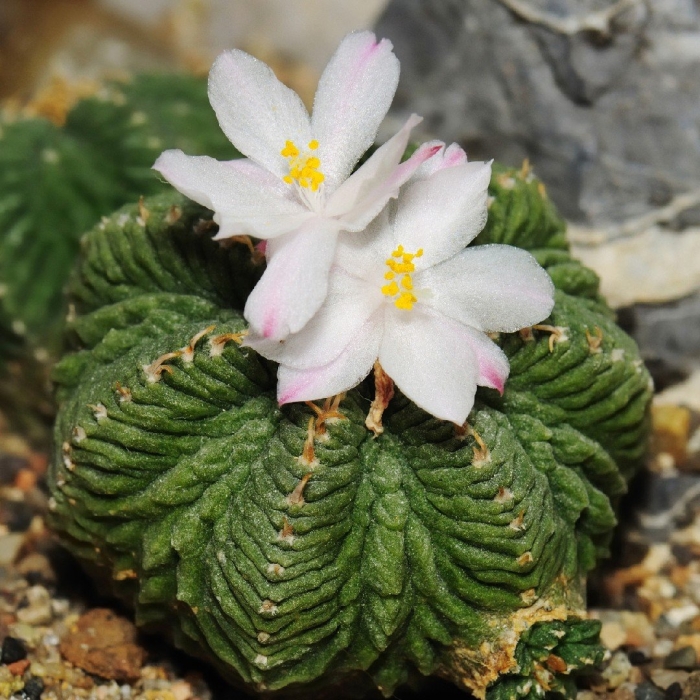 Aztekium ritteri