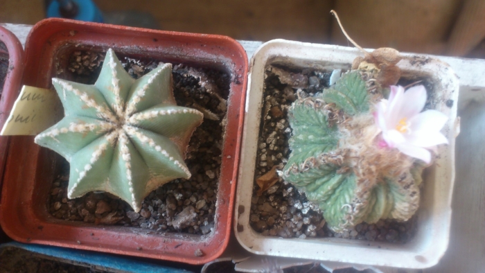 Aztekium ritteri