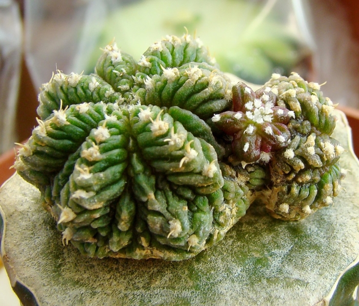 Ацтекиум риттера