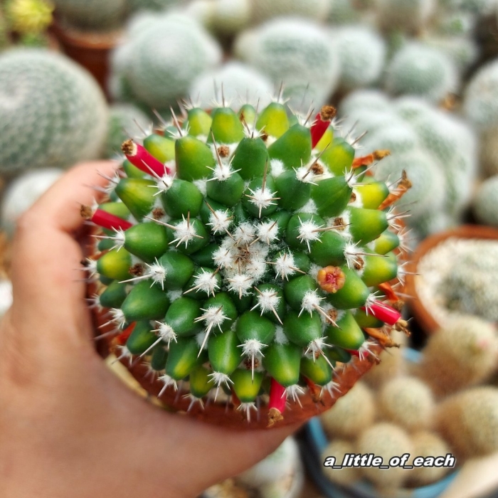 Mammillaria perezdelarosae