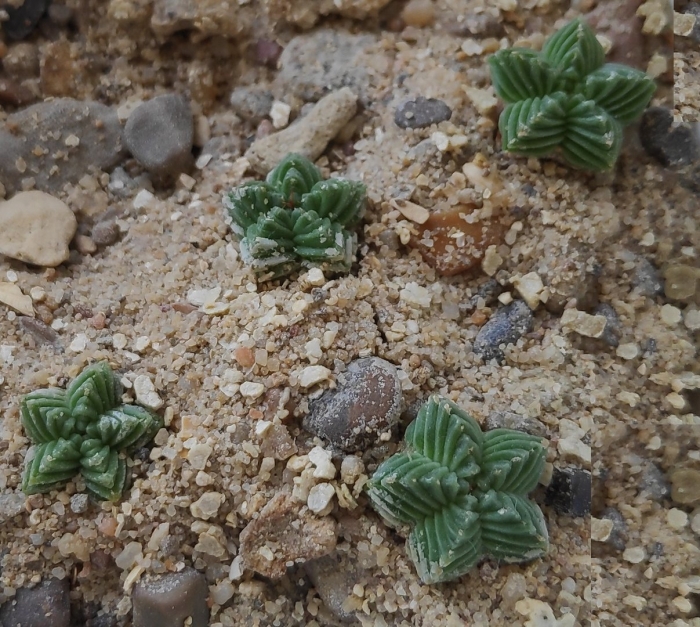 Aztekium valdezii