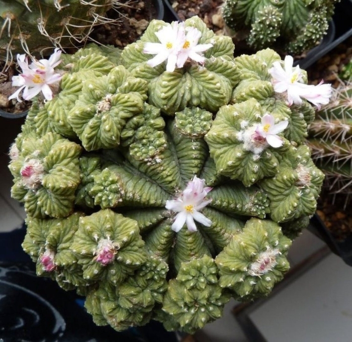 Aztekium ritteri