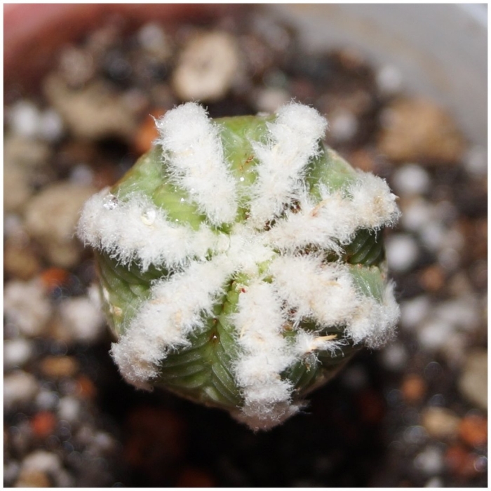 Astrophytum asterias kikko