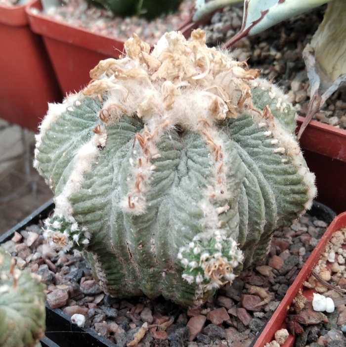 Aztekium ritteri