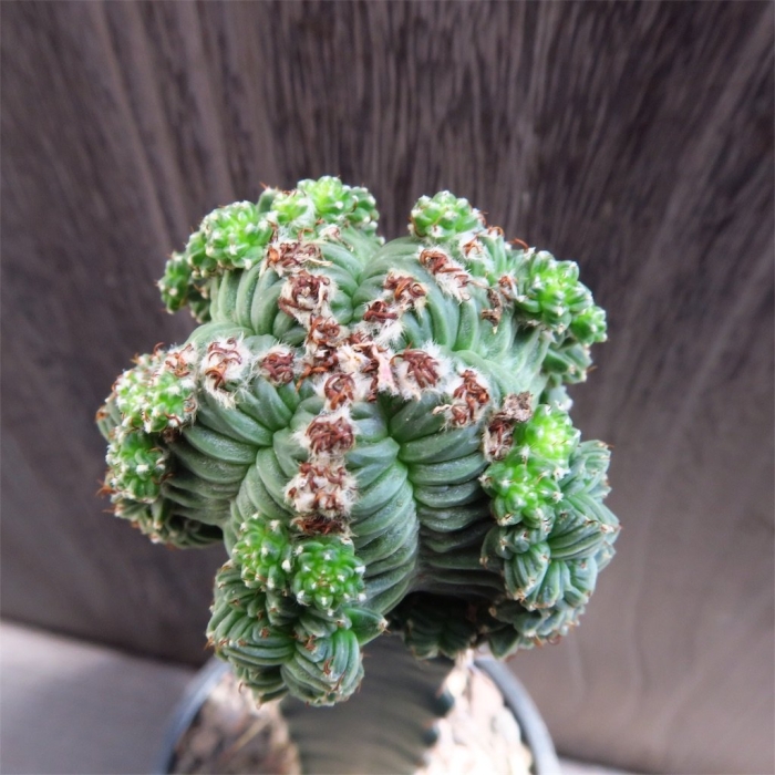 Эуфорбия хоррида кристата