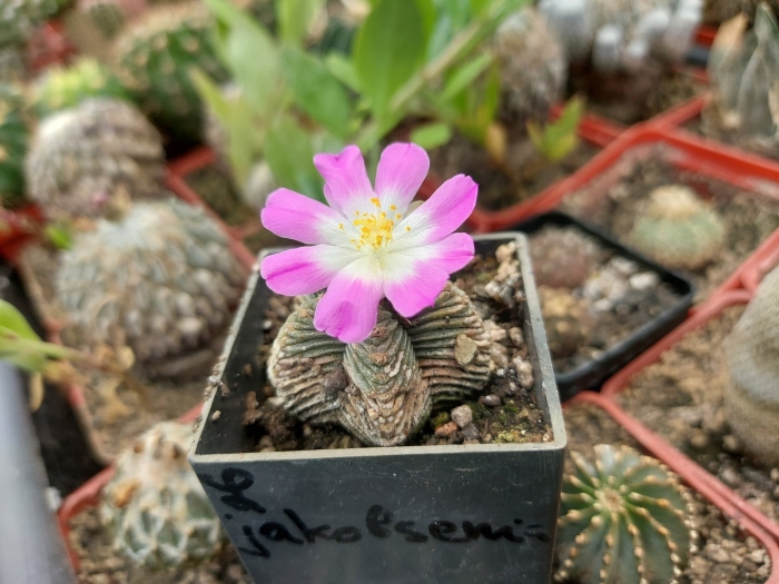 Редкие суккуленты