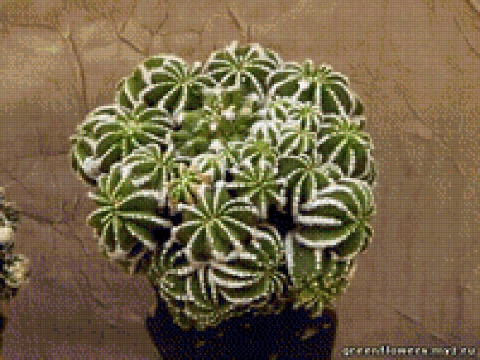 Кактус комнатный