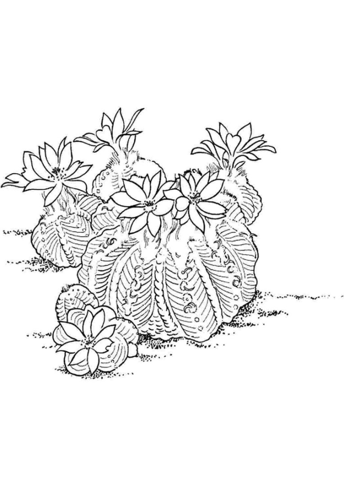 Растение раскраска