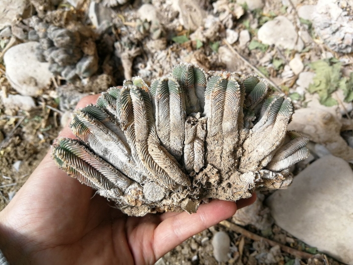 Pelecyphora aselliformis