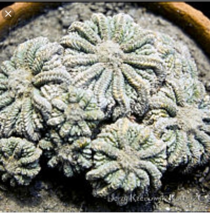 Astrophytum asterias snow
