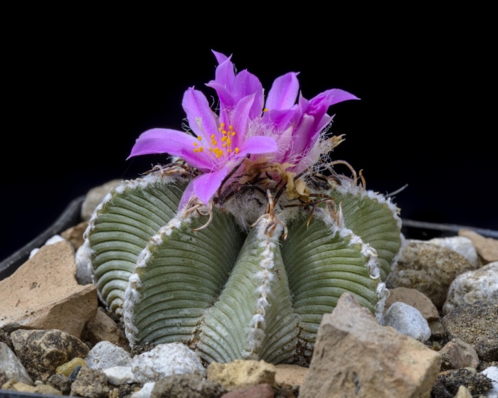 Ацтекиум кактус