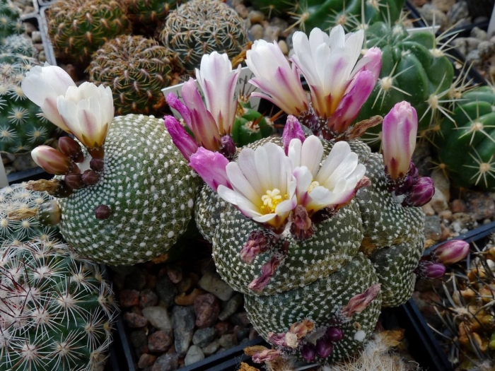 Блоссфельдия кактус