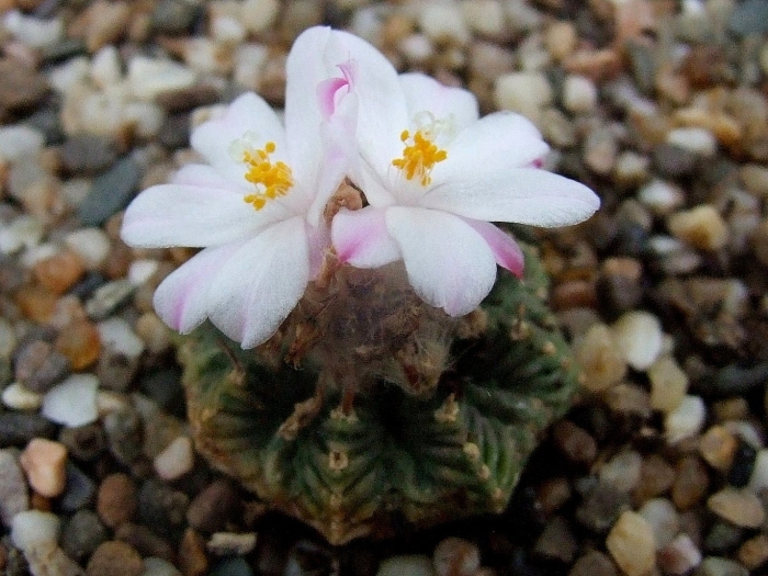Aztekium ritteri