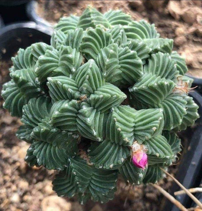 Крассула кактусы суккуленты