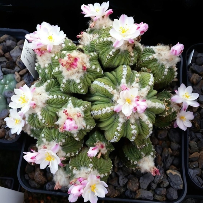 Ацтекиум риттери