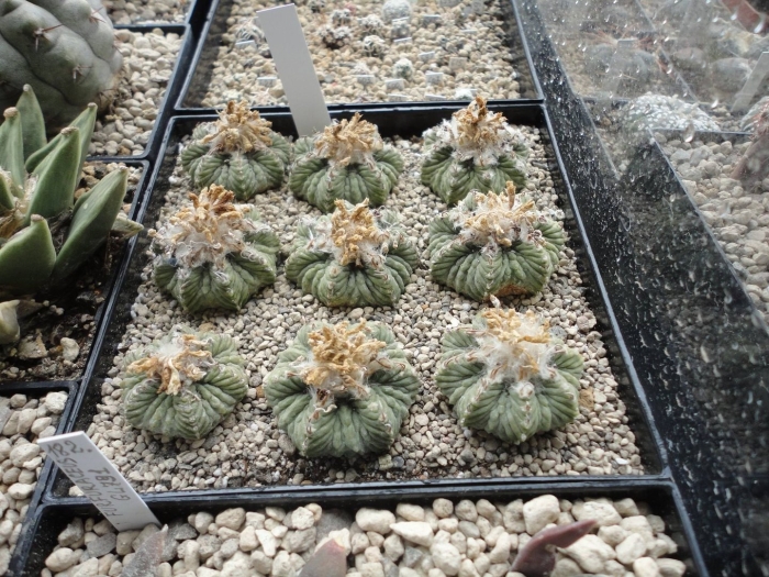 Astrophytum asterias variegated