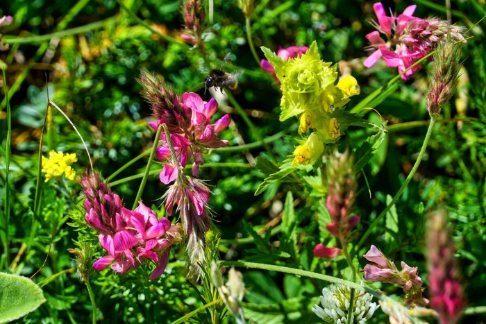 Эспарцет трава для сена
