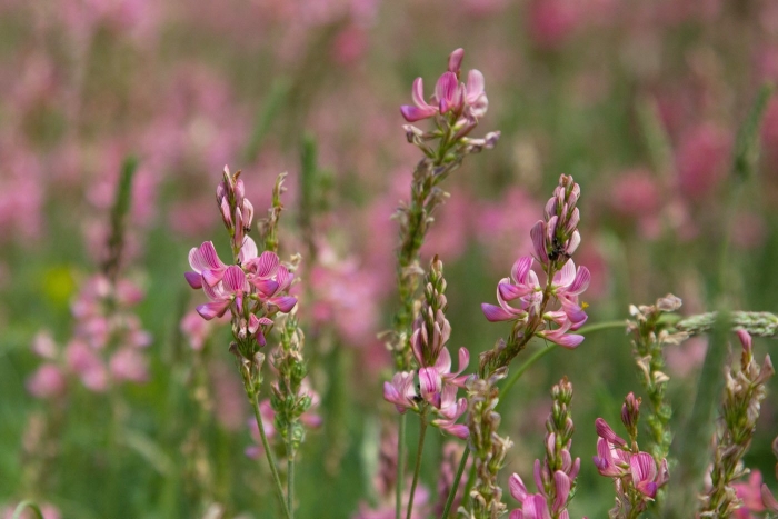 Эспарцет посевной