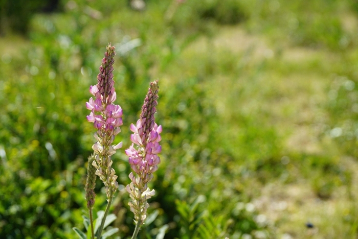 Onobrychis viciifolia