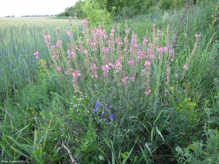 Эспарцет дикий